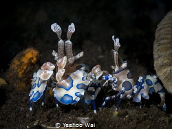 Harlequin shrimps (Hymenocera picta)
Tulamben, Bali by Yeehoo Wai 